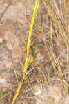 Nuttall's rayless goldenrod